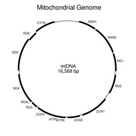 Mitochondrial Genome